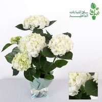 هايدرنجا بيضاء