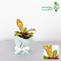 فيلوديندرون الاميرة البرتقالية