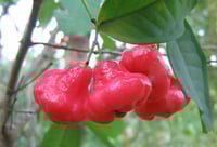 شتلات تفاح الماء "تفاح الورد" مطعم شتلات جاهزة