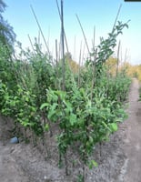 شجرة السدر التفاحي الاحمر