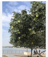 الخبيز الساحلي ظل وجمال ،متحمل للحرارة