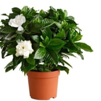 فل الجاردينيا "ذات رائحة جذابة جدا" نبات داخلي وخا...