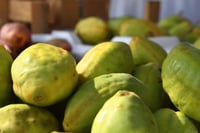 شتلات اللوز اصفر احمر مطعم ، لوز قطيفي فاخر