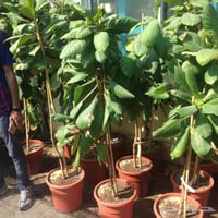 شجرة اللوز سكندري اصفر مطعم حجم فاخر صنف محسن قطيف...