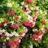 بكج شامل للياسمينات ذات الرائحة النفاذة 6 اصناف با...