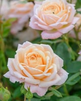 Creamy Roses Plant شتلة روز كريمي هولندي