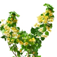 شجرة الجهنمية صفراء ليموني نادر جدا قزمية ليموني B...