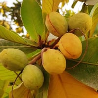 شتلات اللوز اصفر احمر مطعم ، لوز قطيفي فاخر