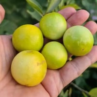 الليمون بلدي بوزهير جاهز للانتاج