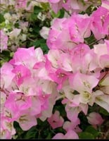 بكج الجهنمايات السبعة: الاحمر دم الغزال،زهري ،الاب...