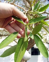 شتلات التابوبيا الزهرية تابوبيا الوردية تحمل حرارة...