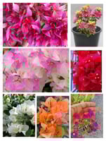 بكج الجهنمايات السبعة: الاحمر دم الغزال،زهري ،الاب...