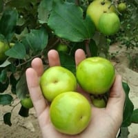 شجرة السدر التفاحي انتاج كثيف متحمل للحرارة