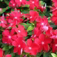 صندوق زهور الفته الصيفية متحمله للحرارة 25 شتلة ال...