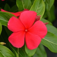 زهور الفته الحمراء كبيره صيفية متحمله للحرارة