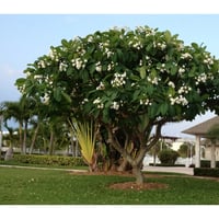 بكج شامل للياسمينات ذات الرائحة النفاذة 6 اصناف با...