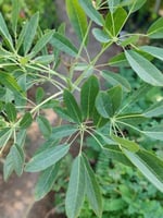 شتلات التابوبيا الذهبية تابوبيا الصفراء تحمل حرارة...