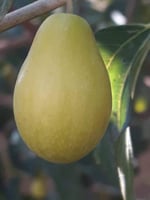 شجرة السدر الكمثرى فاخر من افضل الاصناف المطعمة مح...