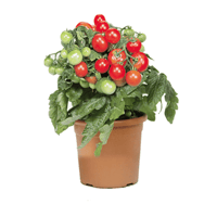 شتلة الطماطم الكرزي