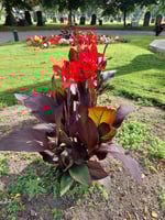 نبات الكنا الاحمر كنا