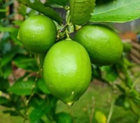 الليمون بلدي بوزهير جاهز للانتاج