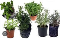 بوكس شتلات نعناع 25 شتلة، صندوق النعناع