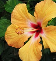 شتلات الهيبسكس الصفراء Hibiscus