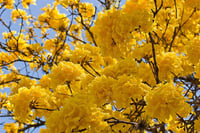 شتلات التابوبيا الذهبية تابوبيا الصفراء تحمل حرارة...