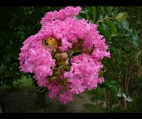 شتلات التمر حنا بنفسجي الفرنسي ، تمر حنا