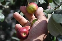 شجرة السدر التفاحي الاحمر