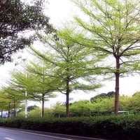 الترمناليا منتالي شجرة بشكل رسمي وفخم حجم وسط لم ت...