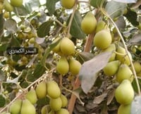 شجرة السدر الكمثرى فاخر من افضل الاصناف المطعمة مح...