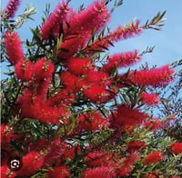 شتلات فراشة الزجاج