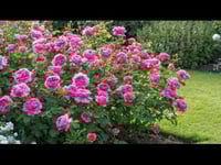 ورد جوري محمدي المدني جوري المدينة المنورة