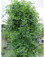 الشاي الأزرق متسلق سهل العناية غني بالعناصر ازرق