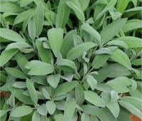 بوكس شتلات نعناع 25 شتلة، صندوق النعناع