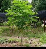 شتلات المورينجا