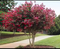 شتلات التمر حنا بنفسجي الفرنسي ، تمر حنا