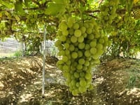 شتلات عنب القطيف صنف متحمل للحرارة