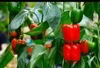 شتلة الفلفل الحلو ملون او صندوق شتلات