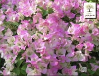 شجرة الجهنمية لون ازهار الكرز وردي مع ابيض السكورا...