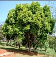 شتلات الزام الكرز الهندي المثمر يثمر بغزارة في الخ...