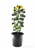 اكاسيا جلوكا