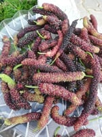 شجرة توت طويل احمر