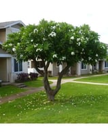 ياسمين هندي الابيض