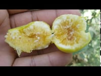 التين البحراني صنف عسلي جدا معروف أيضا ب تين الجبل...