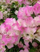 شجرة الجهنمية السكورا -Bougainvillea
