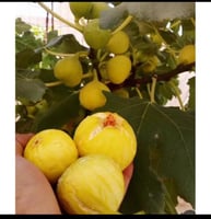 تين جاسم الافضل انتاجا في اجواء الخليج