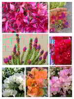 بكج الجهنمايات السبعة: الاحمر دم الغزال،زهري ،الاب...