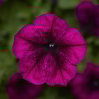 شتلة او صندوق زهور البيتونيا 25 شتلة الوان متنوعة